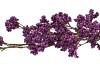 SILK BERRY SPICE DARK PURPLE 108CM