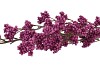 SILK BERRY SPICE PURPLE 108CM NM