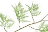 SILK FERN ASPARAGUS LIGHT GREEN 138CM