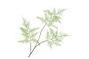 SILK FERN ASPARAGUS LIGHT GREEN 87CM