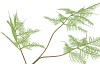 SILK FERN ASPARAGUS LIGHT GREEN 87CM