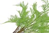 SILK FERN ASPARAGUS LIGHT GREEN 77CM