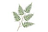 SILK FERN DAUALLIA GREEN 107CM