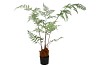 SILK FERN POLYSTICHUM BAKERIANUM IN POT GREEN 158CM