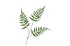 SILK FERN DAUALLIA GREEN 87CM