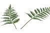 SILK FERN DAUALLIA GREEN 87CM