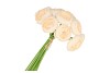 SILK RANUNCULUS BOUQUET 10X CHAMPAGNE 32CM