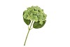 SILK HYDRANGEA GREEN 14X45CM