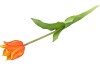 SILK TULIP SINGLE ORANGE 48CM