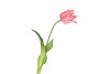 SILK TULIP SINGLE LIGHT PINK 48CM