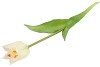 SILK TULIP SINGLE WHITE 48CM