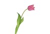 SILK TULIP SINGLE PINK 48CM