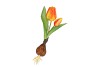 SILK TULIP BULB ORANGE 25CM