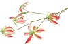 SILK GLORIOSA BEAUTY 105CM