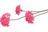 SILK HYDRANGEA BRANCH BEAUTY 85CM