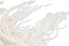 DRY AMARANTHUS CAUDATUS PREPARED BLEACHED