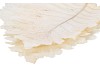 DRY BLEACHED CABAN LEAVES 30X22CM