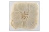 SKELETON LEAVES WHITE SET OF 200