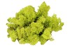 MOSS ICELAND GREEN A 500 GRAM