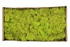 MOSS ICELAND GREEN A 500 GRAM