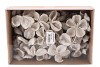 NATURE LAND LOTUS WHITE WASH SET OF 40