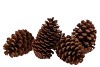 NATURE PINE CONE MARITIMA BROWN 12CM SET OF 50