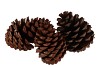 NATURE PINE CONE MARITIMA P/3