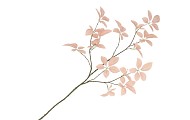 SILK LEAF ELDER CHAMPAGNE 124CM