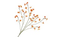 SILK BUTTERCUPS ORANGE 100CM