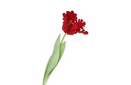 SILK TULIP RED 64CM