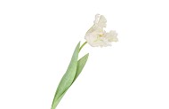 SILK TULIP WHITE 64CM