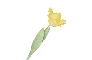 SILK TULIP YELLOW 64CM