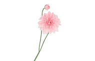 SILK DAHLIA SPIKE LIGHT PINK 78CM NM