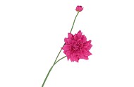 SILK DAHLIA SPIKE PINK 78CM NM