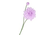 SILK DAHLIA SPIKE LIGHT PURPLE 78CM