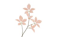 SILK LEAF ELDER CHAMPAGNE 81CM NM