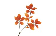 SILK LEAF ELDER ORANGE 81CM