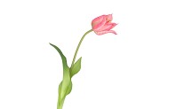 SILK TULIP SINGLE LIGHT PINK 48CM