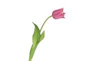 SILK TULIP SINGLE PINK 48CM