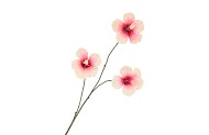 SILK HIBISCUS PEACH 85CM