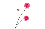 SILK DAHLIA BRANCH FUCHSIA 80CM