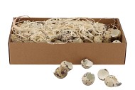 EGG QUAIL SHELLS NATURAL PER BOX