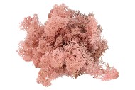 MOSS ICELAND LIGHT PINK A 500 GRAM