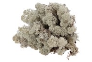 MOSS ICELAND GREY A 500 GRAM