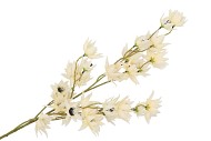 SILK CLEMATIS 5X CREAM 63CM NM