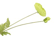 SILK PAPAVER 2X GREEN 96CM NM