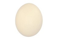 EGGS STRUISVOGELS NATUREL P/1