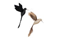 DECO SHINE BIRD HUMMING BLACK/CHAMPAGNE 16CM ASS