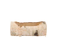 BIRCH PLANTER CILINDER 19X10X9CM