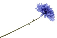 SILK DAHLIA POINTY BLUE 65CM